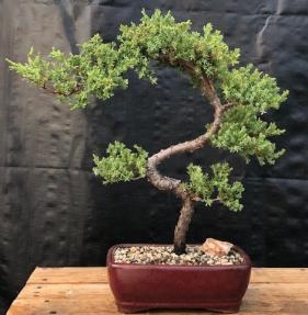 Bonsái de enebro - Cultivado
(Juniper procumbens nana)