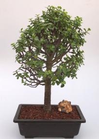 Árbol bonsái de jade bebé
(Portulacaria Afra)