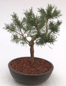 Árbol Bonsái De Pino Mugo
(pinus mugo 'cojín del valle')