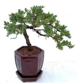 Bonsái de enebro - Formado al estilo Jin
(Juniperus procumbens nana)