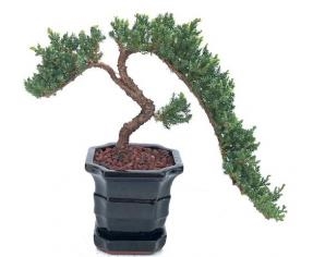 Bonsái de enebro - Cultivado
(Juniper procumbens nana)