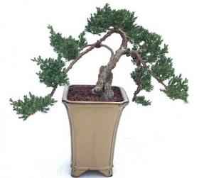 Bonsái de enebro - Cultivado
(Juniper procumbens nana)