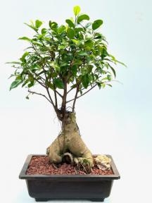 Bonsái de ficus ginseng
(Ficus retusa)