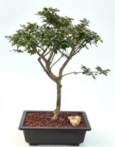 Bonsái de mirto crespón 'Razzle Dazzle' en flor
(Lagerstroemia 'Gamad I')