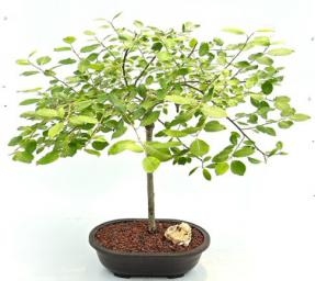Bonsái de sauce llorón en flor (Salix caprea 'pendula')