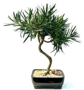 Bonsái de Podocarpus en flor
Tronco curvado
(Podocarpus macrophyllus)