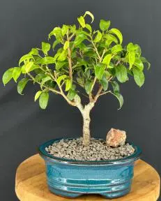 Bonsái de Ficus 'Too Little' - Pequeño
(Ficus benjamina "too little")