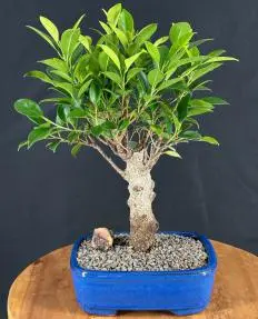 Bonsái de Ficus Retusa - Mediano
(Ficus Retusa)