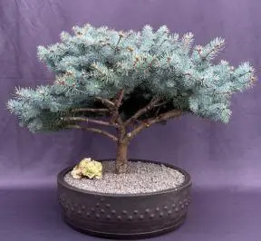 Bonsái de abeto azul globo (Picea pungens 'Globosa')