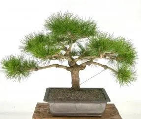 Bonsái de pino rojo japonés (Pinus densiflora 'Low Glow')