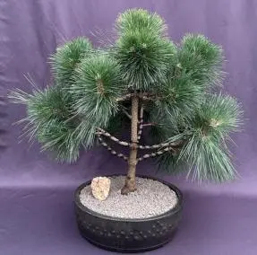 Bonsái de pino negro japonés (Pinus thunbergii 'Thunderhead')
