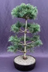 Bonsái de pino blanco japonés (Pinus parviflora 'bergman')