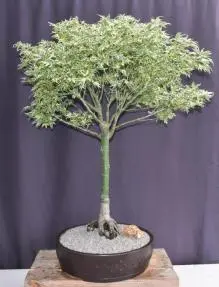 Bonsái de arce japonés mariposa (Acer palmatum 'Butterfly')