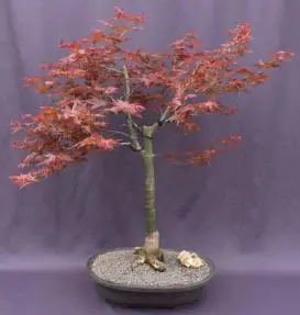 Bonsái de arce rojo japonés (Shindeshojo)