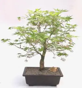 Árbol bonsái de arce japonés (acer palmatum 'Kogane sakae')