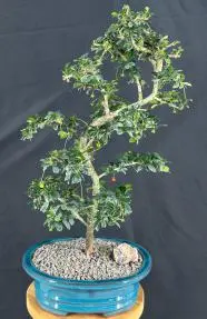 Bonsái de té de Fujian en flor
Hoja pequeña - Tronco recto
(Ehretia microphylla)