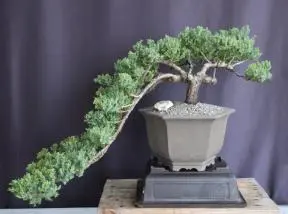 Bonsái de enebro - Estilo Cascada
(Juniper procumbens nana)