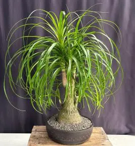 Bonsái de palmera cola de caballo de múltiples troncos
(Beaucamea recurvata)