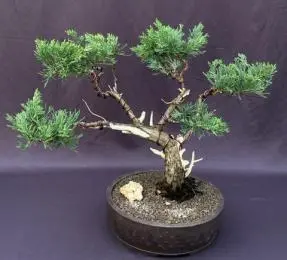 Bonsái de enebro
Formado al estilo Jin y Shari
(Juniperus Chinensis 'parsonii')