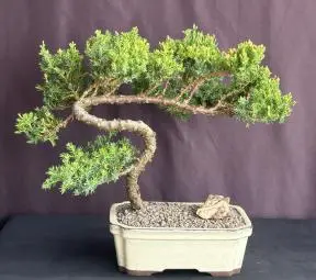 Bonsái de enebro - Cultivado
(Juniper procumbens nana)