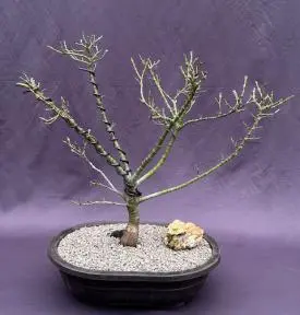 Bonsái de arce verde japonés (Acer palmatum 'Mikawa Yatsubusa')