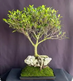 Bonsái de Ficus Retusa
Estilo de raíces sobre roca
(Ficus retusa)