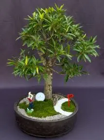 Bonsái de Ficus de Hoja de Sauce (Ficus Nerifolia/Salisafolia)