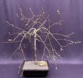Bonsái de sauce llorón en flor (Salix caprea 'pendula')