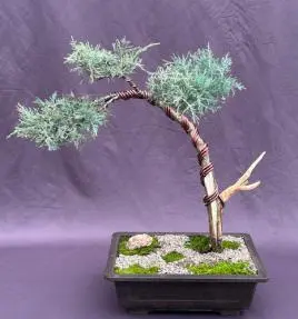 Árbol bonsái de enebro Shimpaku
(shimpaku itoigawa)