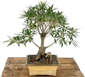 Bonsái de Ficus de Hoja de Sauce (Ficus Nerifolia/Salisafolia)
