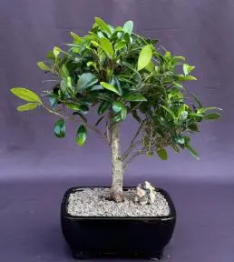 Bonsái de Ficus Kaneshiro
(Ficus microcarpa 'kaneshiro')