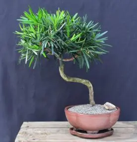 Bonsái de Podocarpus en flor
Tronco curvado
(Podocarpus macrophyllus)