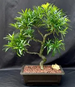 Bonsái de Podocarpus en flor
Tronco curvado y ramificación escalonada
(Podocarpus macrophyllus)