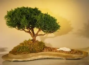 Bonsái de enebro Shimpaku
Plantado sobre una losa de roca
(Juniperus chinensis)