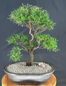 Árbol de bonsái de mirto chino en flor
(myrtus communis 'compacta')