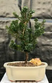 Acebo enano japonés tipo pagoda (Ilex Crenata enano "Pagoda")