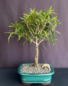 Bonsái de Ficus de Hoja de Sauce - Mediano
(Ficus Nerifolia/Salisafolia)