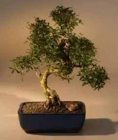 Serissa blanca florecida china
Bonsái de mil estrellas
Tronco curvo extragrande
(Serissa japonica)