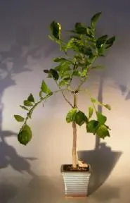 Bonsái de lima persa en flor (Citrus latifolia)