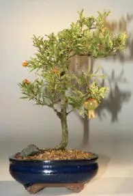 Bonsái de granado enano de tamaño mediano (Punica granatum) con flores y frutos