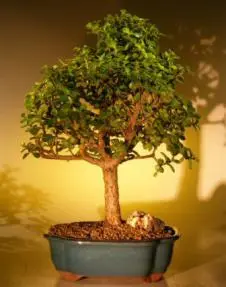 Árbol Bonsái Bebé Jade - Extra Grande
(Portulacaria Afra)