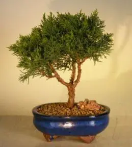Árbol Bonsái Shimpaku - Mediano
(shimpaku itoigawa)