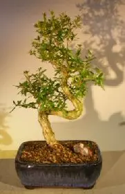 Serissa blanca china floreciente - Árbol de las mil estrellas - De tamaño mediano y tronco curvado
(Serissa Japonica)