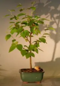 Bonsái de abedul de río (Betula nigra)