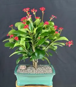 Bonsái de corona de espinas florida - Rojo/Salmón (Euphorbia milii)