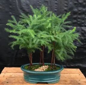 Bonsái de pino de la isla Norfolk
Grupo de tres (3) árboles (Araucaria heterophila)