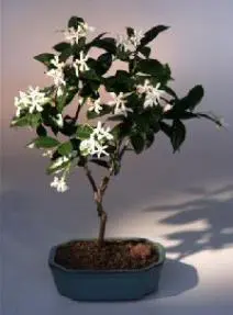 Jazmín blanco en flor
(Trachelospermum jasminoides)