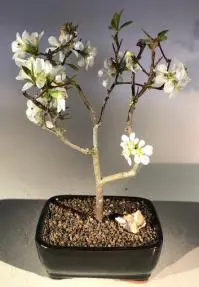 Árbol Bonsai de membrillo floreciente japonés