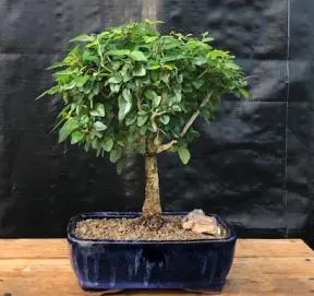 Árbol bonsái con pico de loro en flor - Grande
(melina philippensis)