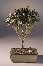 Monte Fuji Serissa en flor - Grande
(serissa foetida)